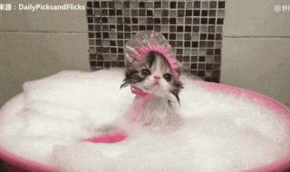 猫咪一般多久洗一次澡 猫多久洗一次澡